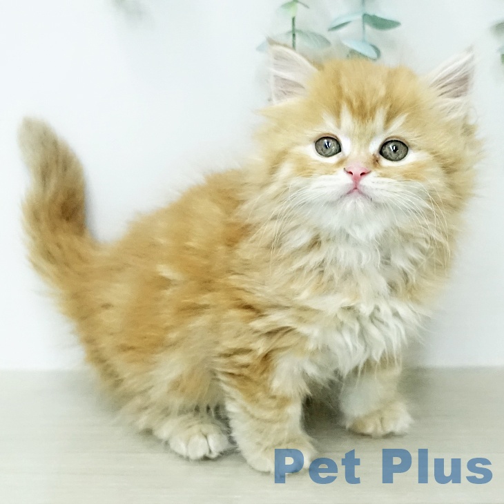 スコティッシュフォールド