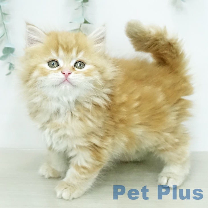 スコティッシュフォールドの写真2