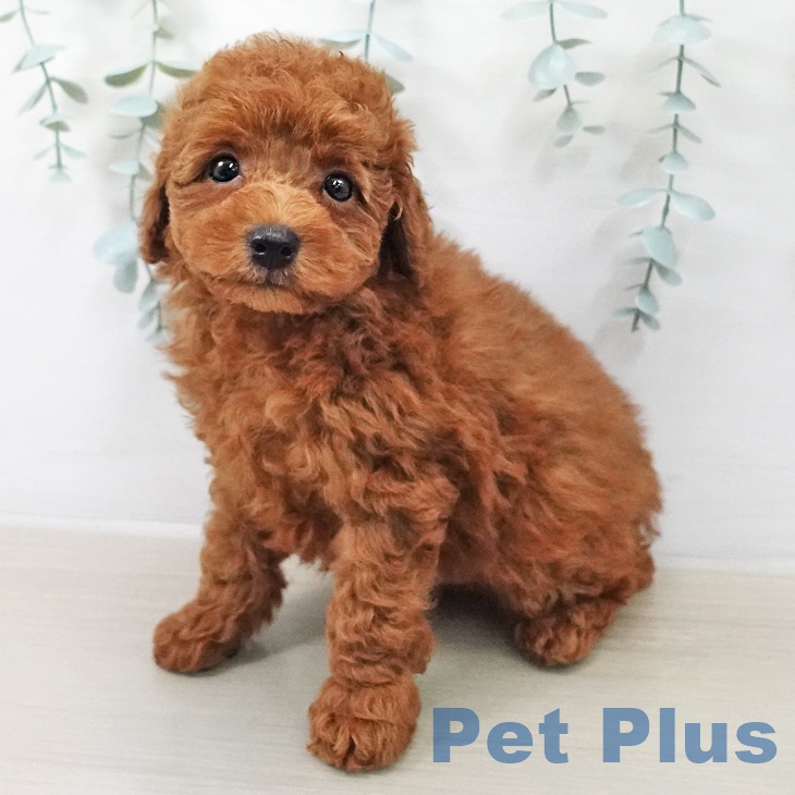 トイ・プードル