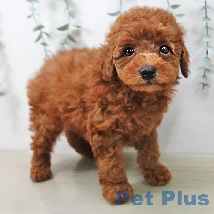 トイ・プードルの写真2