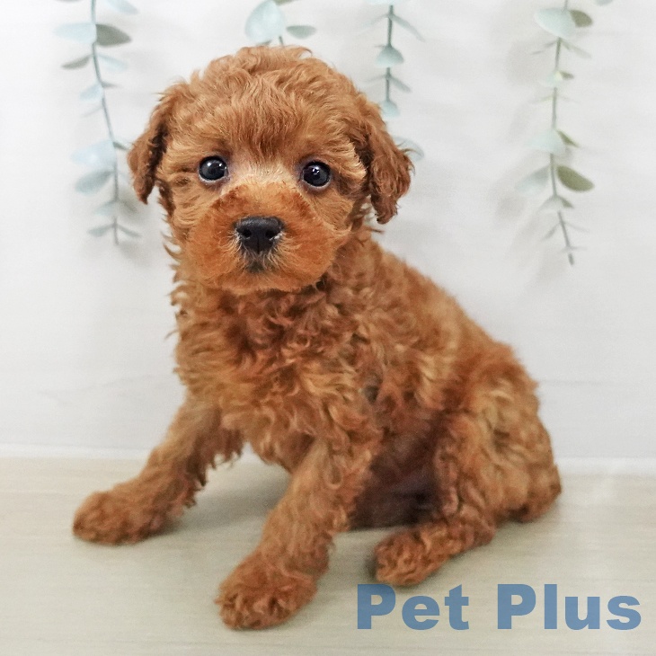 トイ・プードル