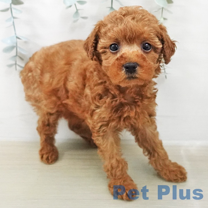 トイ・プードルの写真2