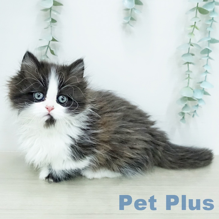 ミヌエットの写真2