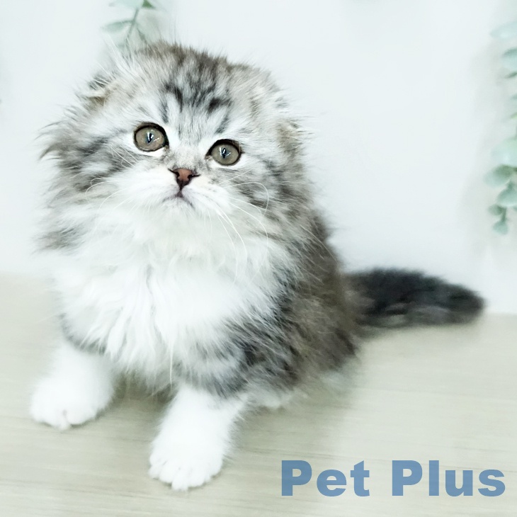 スコティッシュフォールド