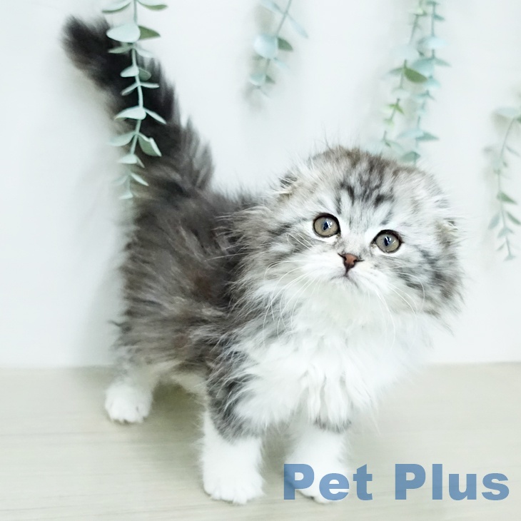 スコティッシュフォールドの写真2