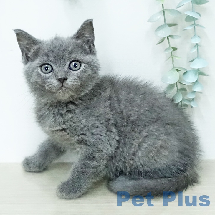 ブリティッシュショートヘア