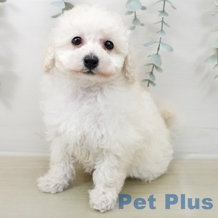 トイ・プードル