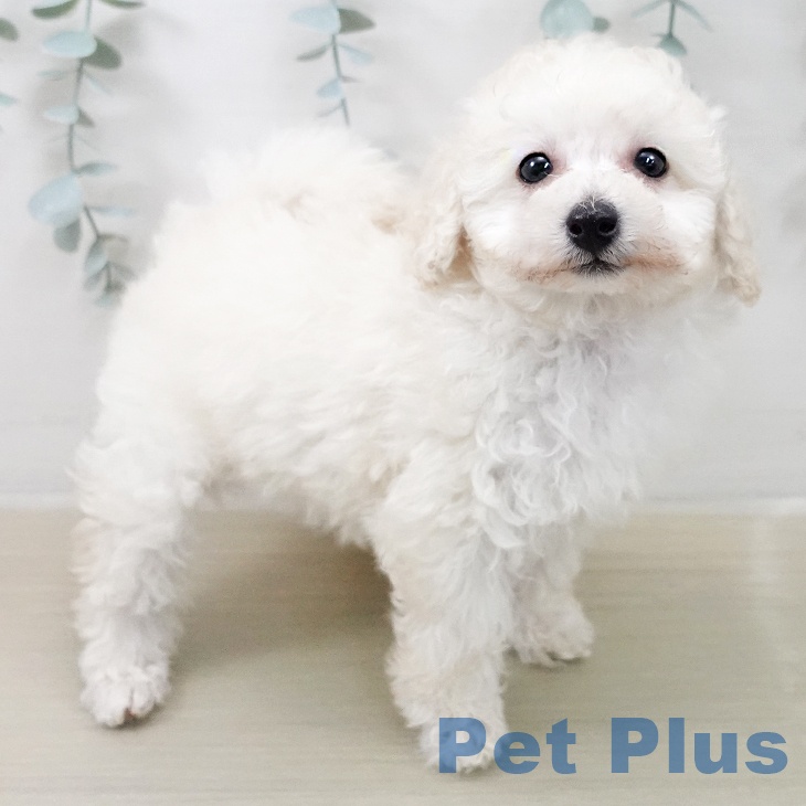 トイ・プードルの写真2