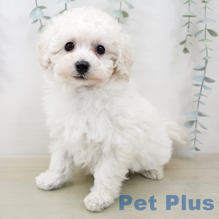 トイ・プードル