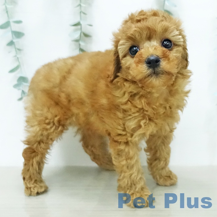 トイ・プードルの写真2