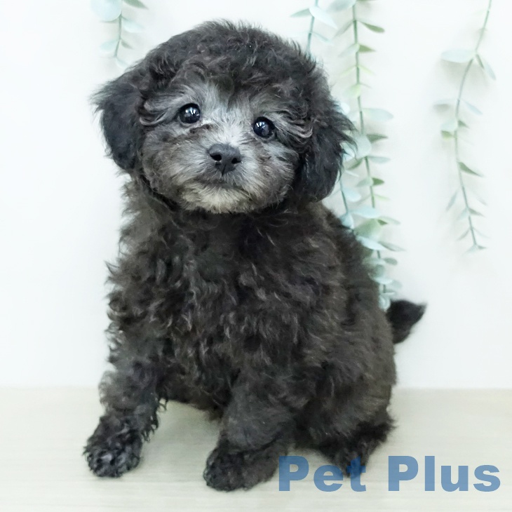 トイ・プードル