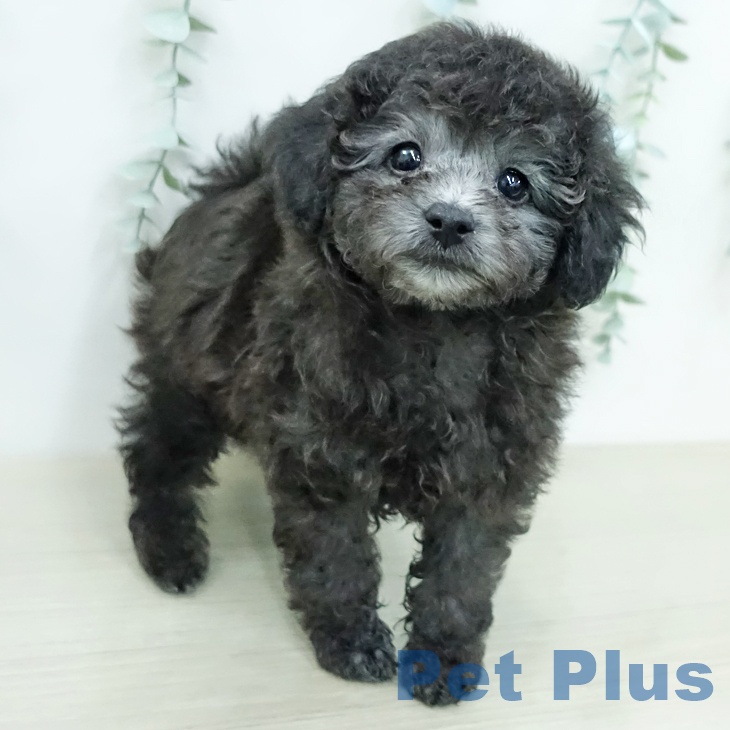 トイ・プードルの写真2