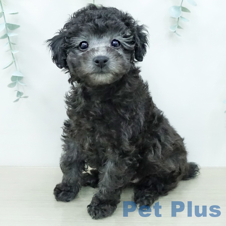 トイ・プードル