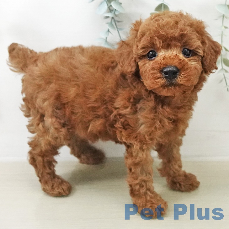 トイ・プードル