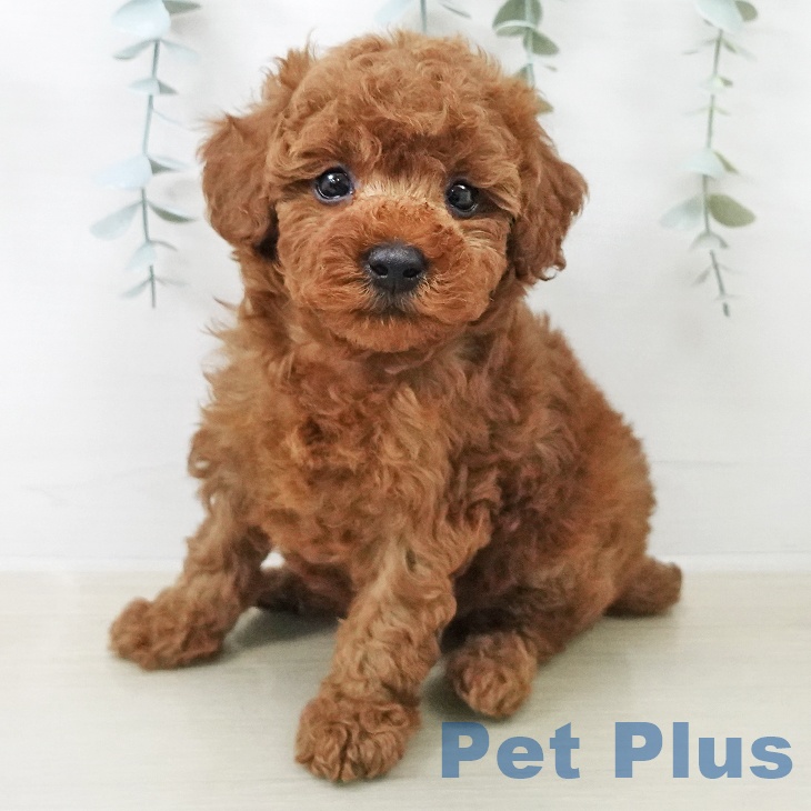 トイ・プードルの写真2