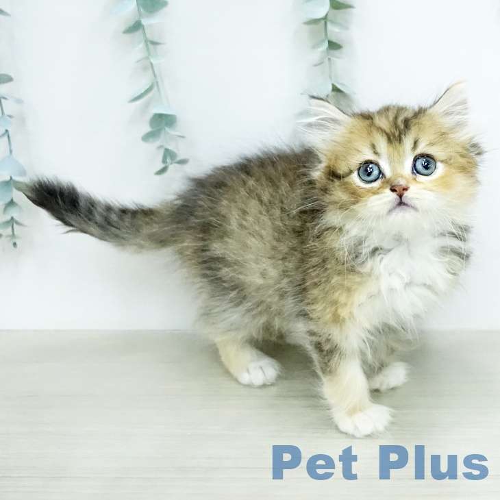 ミヌエットの写真2