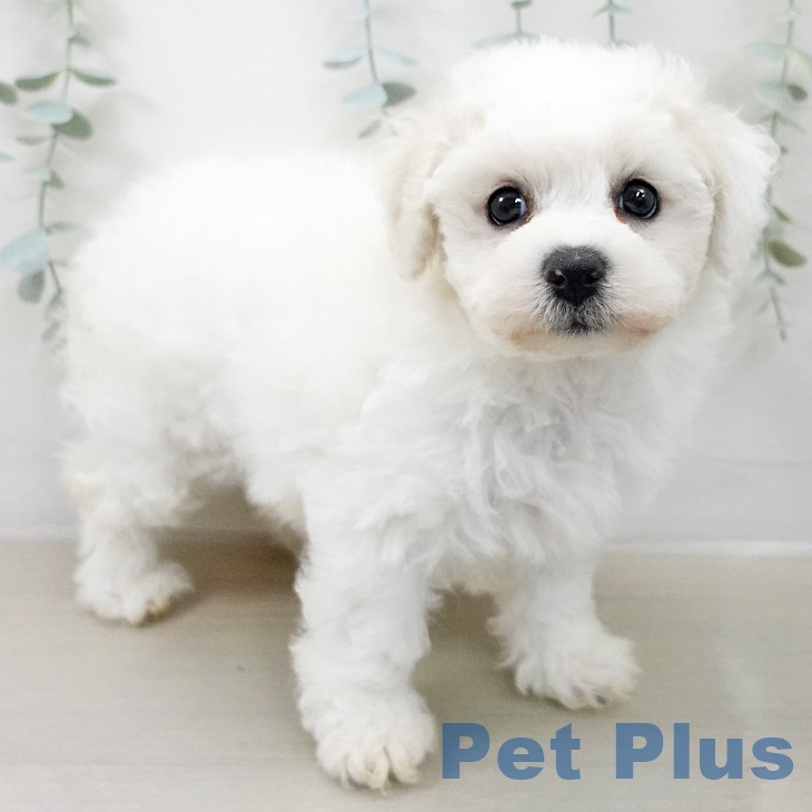 ビション・フリーゼ