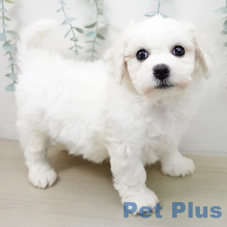 ビション・フリーゼ