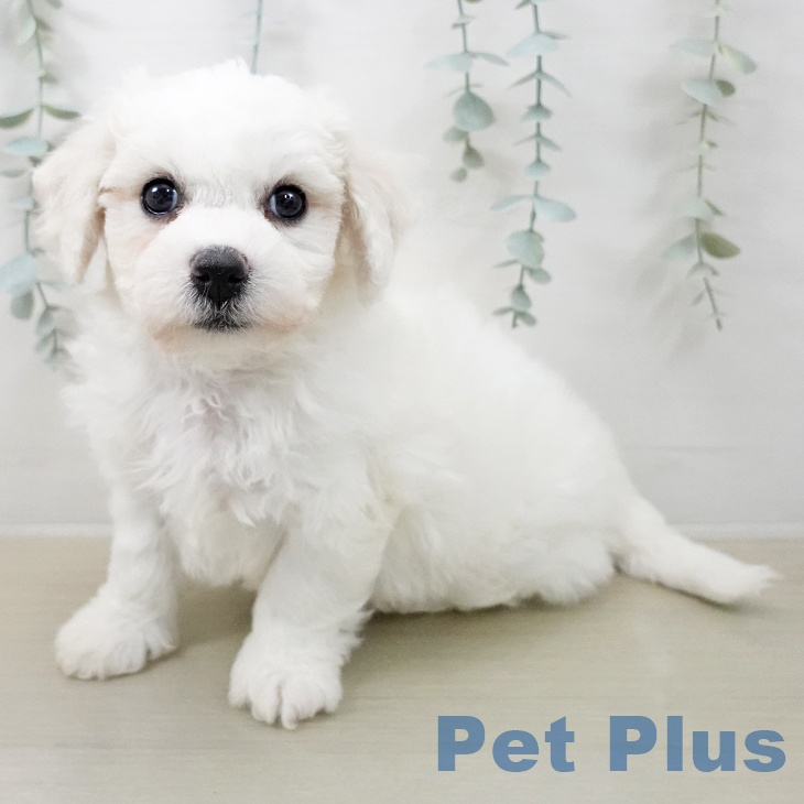 ビション・フリーゼの写真2