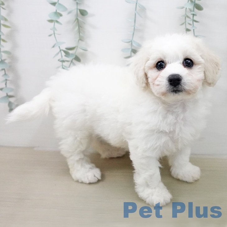 ビション・フリーゼ