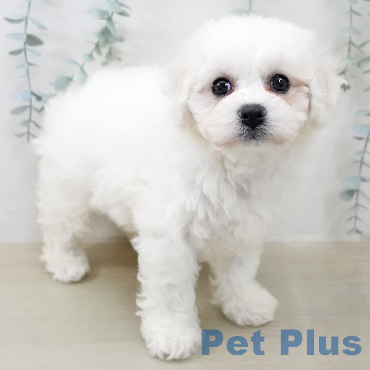 ビション・フリーゼの写真2