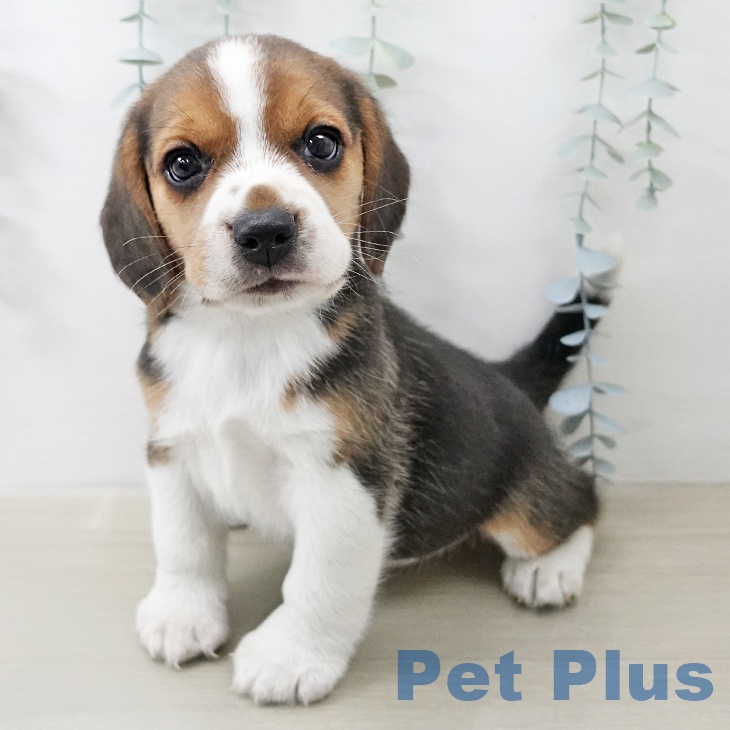 ビーグルの写真2