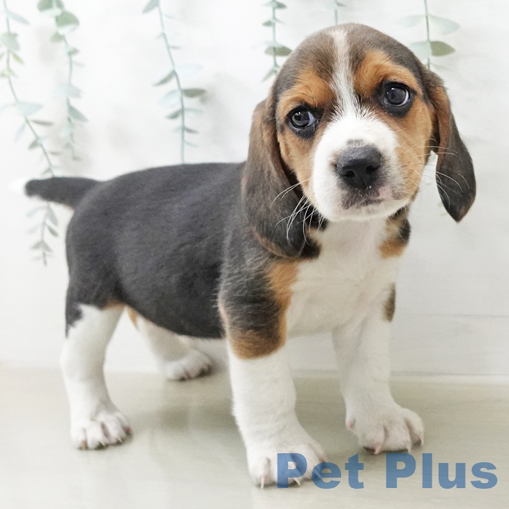 ビーグルの写真2