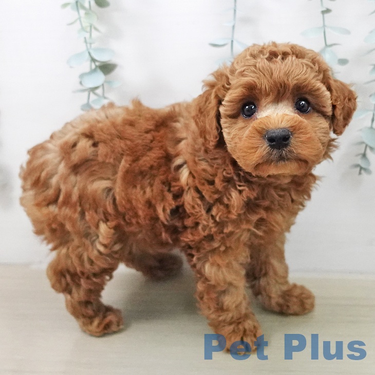 トイ・プードルの写真2