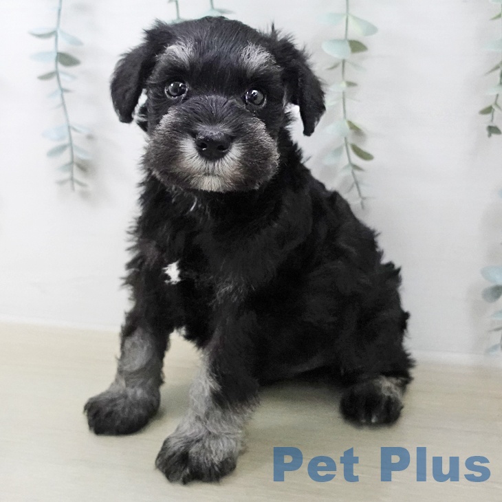 ミニチュア・シュナウザー