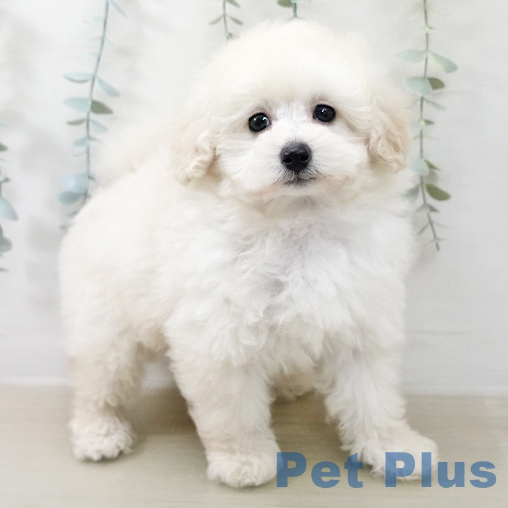 トイ・プードル