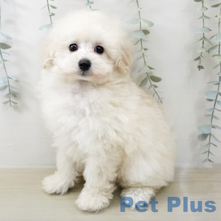 トイ・プードルの写真2