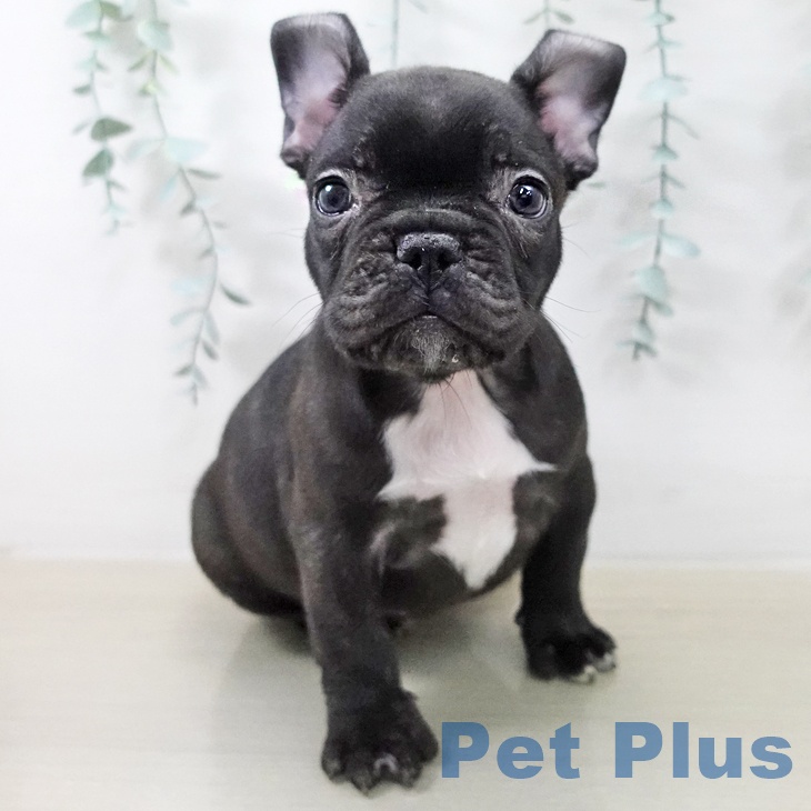 フレンチ・ブルドッグ