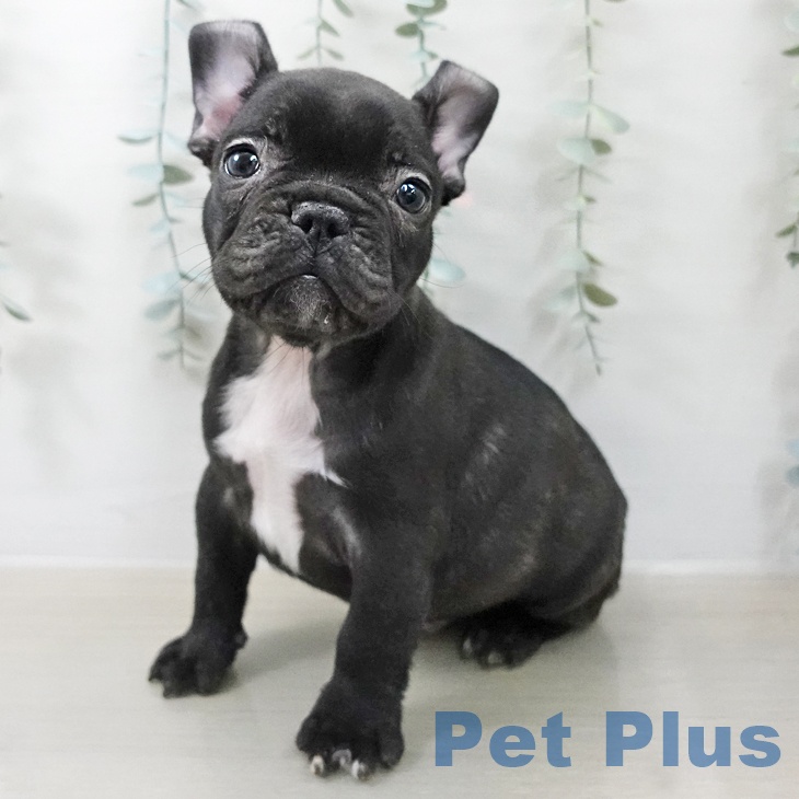 フレンチ・ブルドッグの写真2