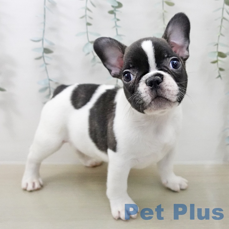 フレンチ・ブルドッグ