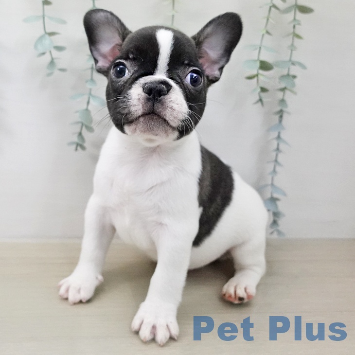 フレンチ・ブルドッグの写真2