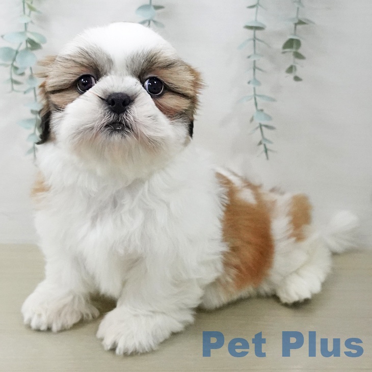 シー・ズーの写真2