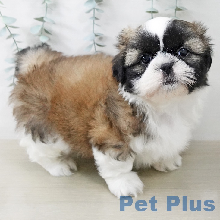 シー・ズーの写真2