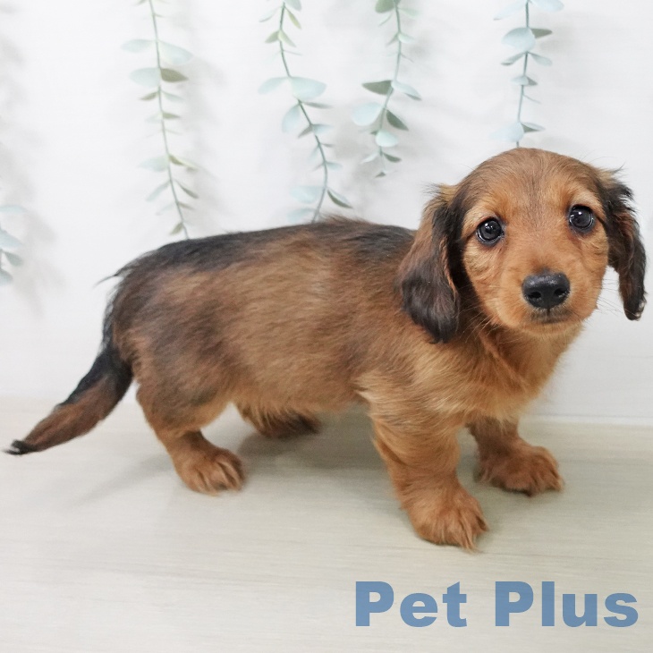 ミニチュア・ダックスフンド