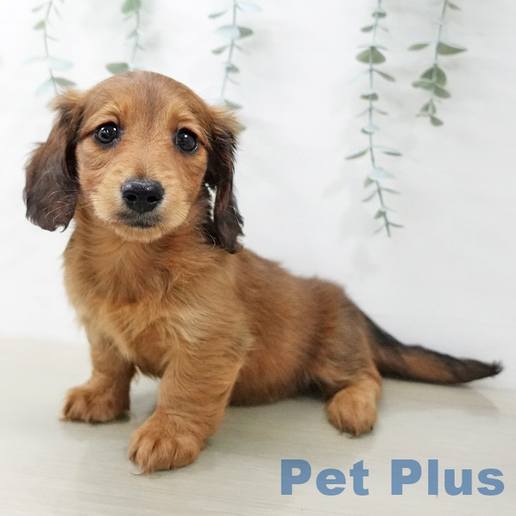 ミニチュア・ダックスフンドの写真2