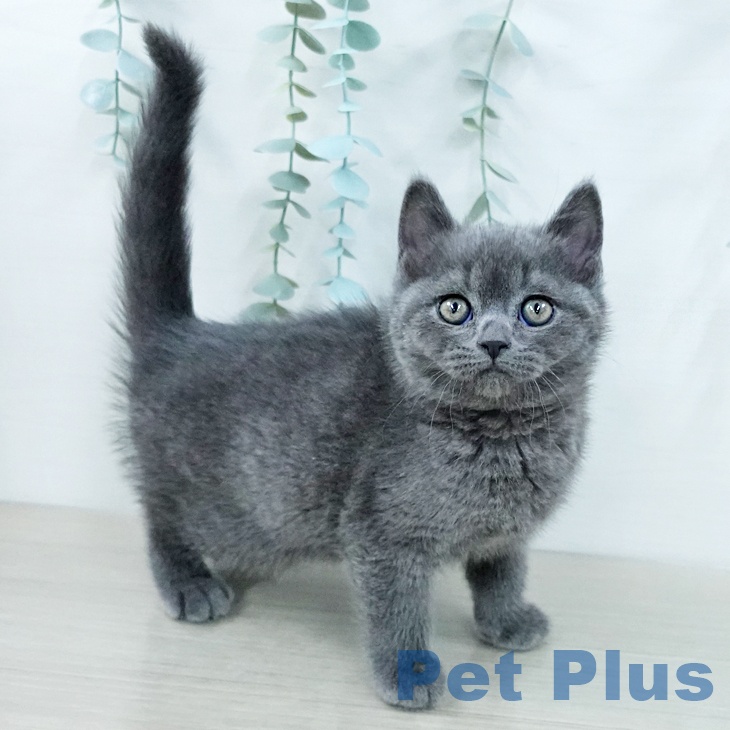 ブリティッシュショートヘア