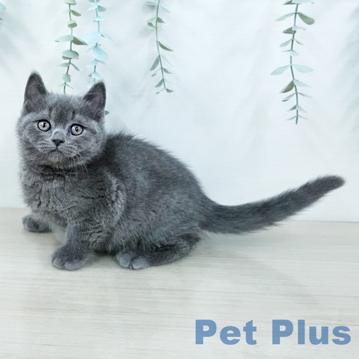 ブリティッシュショートヘア