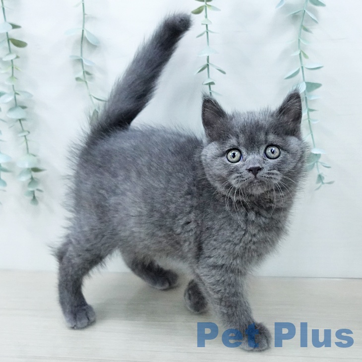 ブリティッシュショートヘア