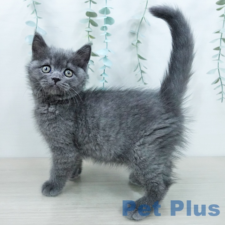 ブリティッシュショートヘアの写真2