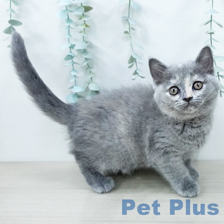 ブリティッシュショートヘア