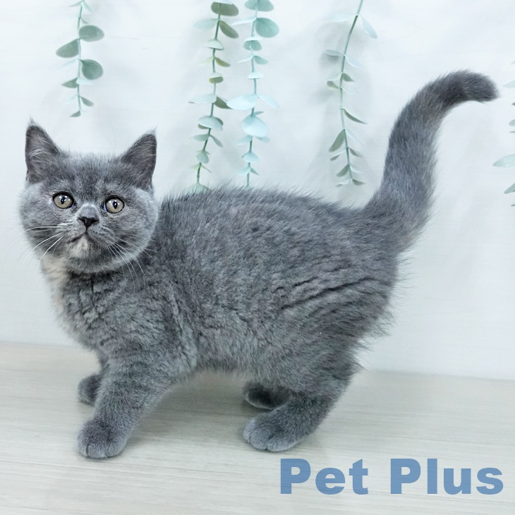 ブリティッシュショートヘア