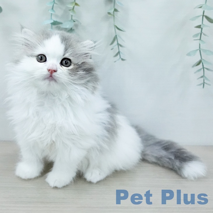 スコティッシュフォールド