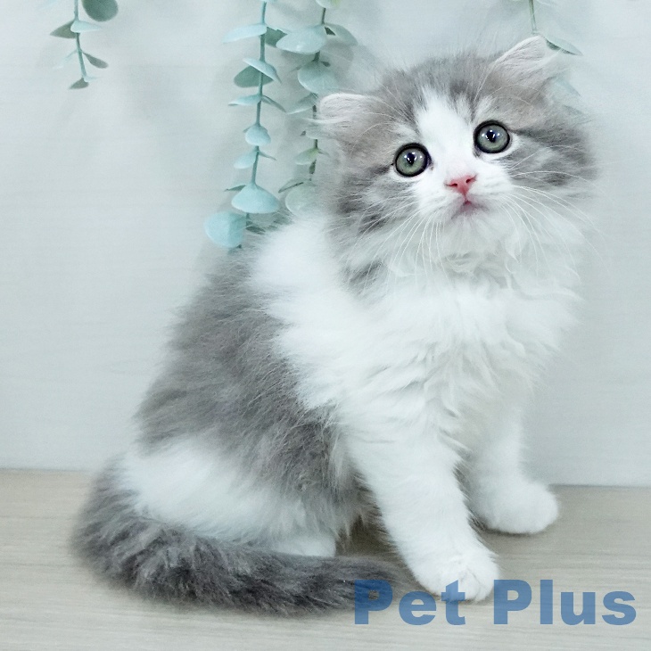 スコティッシュフォールド