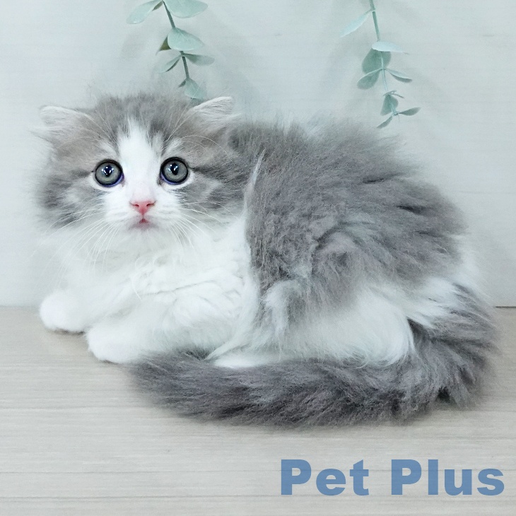 スコティッシュフォールド