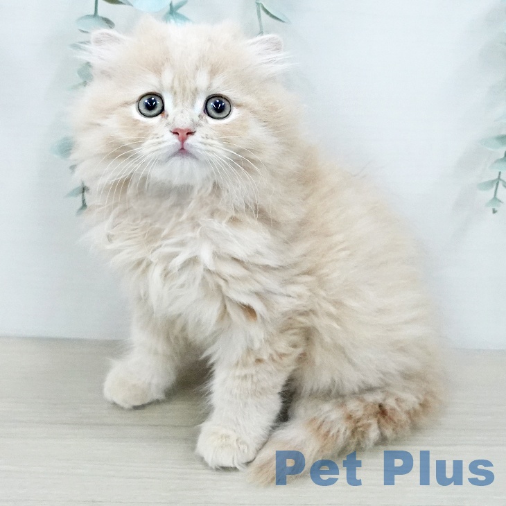 スコティッシュフォールド