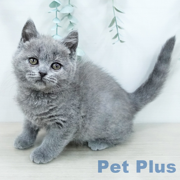 ブリティッシュショートヘア